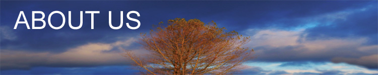 tree on sky background